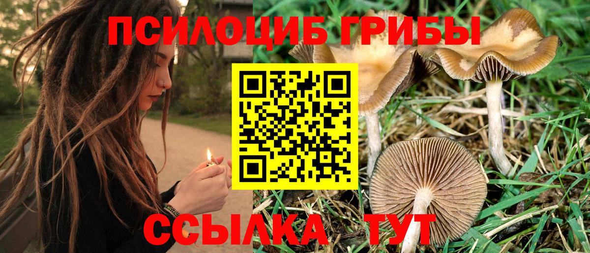 Галлюциногенные грибы Cubensis  Галлюциногенные грибы прущие грибы  Вход с VPN  Казань 
